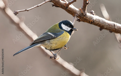Great tit on a branch in the yard