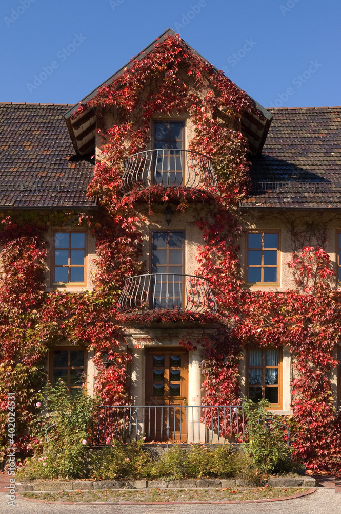Haus mit wildem Wein bewachsen in Beilstein-Jettenbach