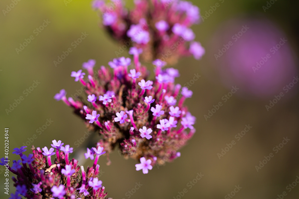 Obraz premium Close-up of blossoms of the Patagonian vervain (verbena bonariensis) with blurry background