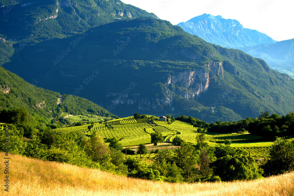 vineyards on the alps ,landscape, mountain,view, tree, blue, travel,panorama, field, scenery vineyards on the alps ,landscape, mountain,view, tree, blue, travel,panorama, field, scenery