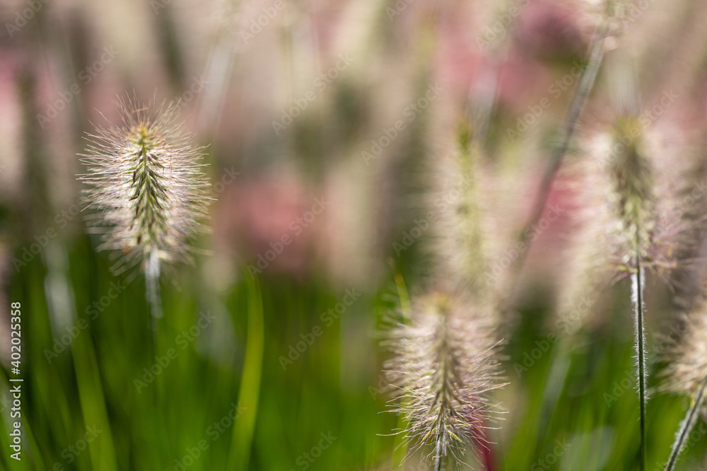 Chinese fountain grass (Pennisetum) with seeds in front of blurry background Chinese fountain grass (Pennisetum) with seeds in front of blurry background