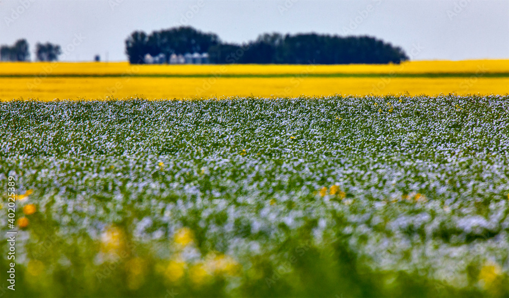Obraz premium Flax and Canola