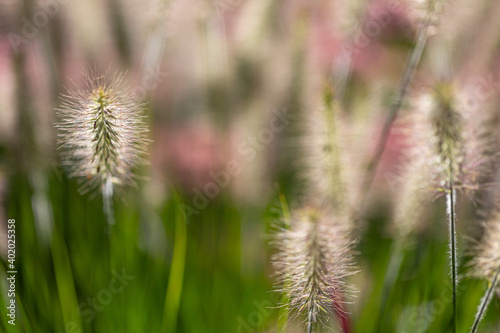 Chinese fountain grass  Pennisetum  with seeds in front of blurry background