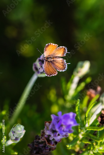 A little butterfly standing on the flower
