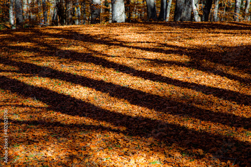 Il Bosco di Sant'Antonio a Pescocostanzo photo