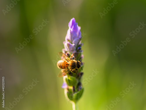 Bee looking for nectar in flower.