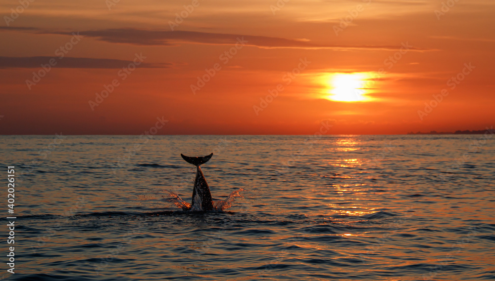 Dolphins in Sunset
