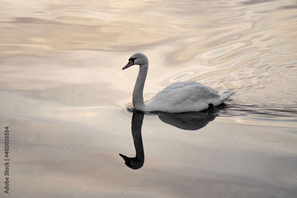 Fototapeta premium schöne Spiegelung vom Schwan