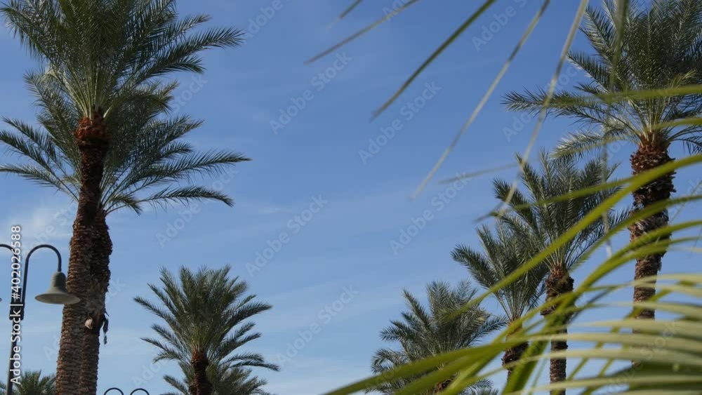 Palms in Los Angeles, California, USA. Summertime aesthetic of Santa Monica and Venice Beach on Pacific ocean. Clear blue sky and iconic palm trees. Atmosphere of Beverly Hills in Hollywood. LA vibes. Palms in Los Angeles, California, USA. Summertime aesthetic of Santa Monica and Venice Beach on Pacific ocean. Clear blue sky and iconic palm trees. Atmosphere of Beverly Hills in Hollywood. LA vibes.