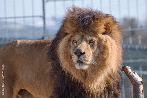 Fototapeta Naklejka Na Ścianę i Meble -  Portrait of a Desert Lion (Panthera leo).
