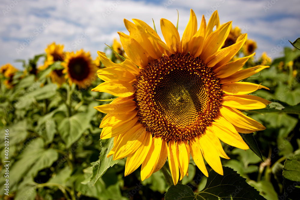 Prairie Sunflower Field