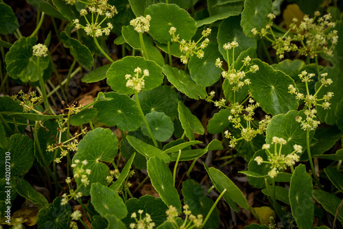 Hydrocotyle Umbellata (Copper Coin) by the beach