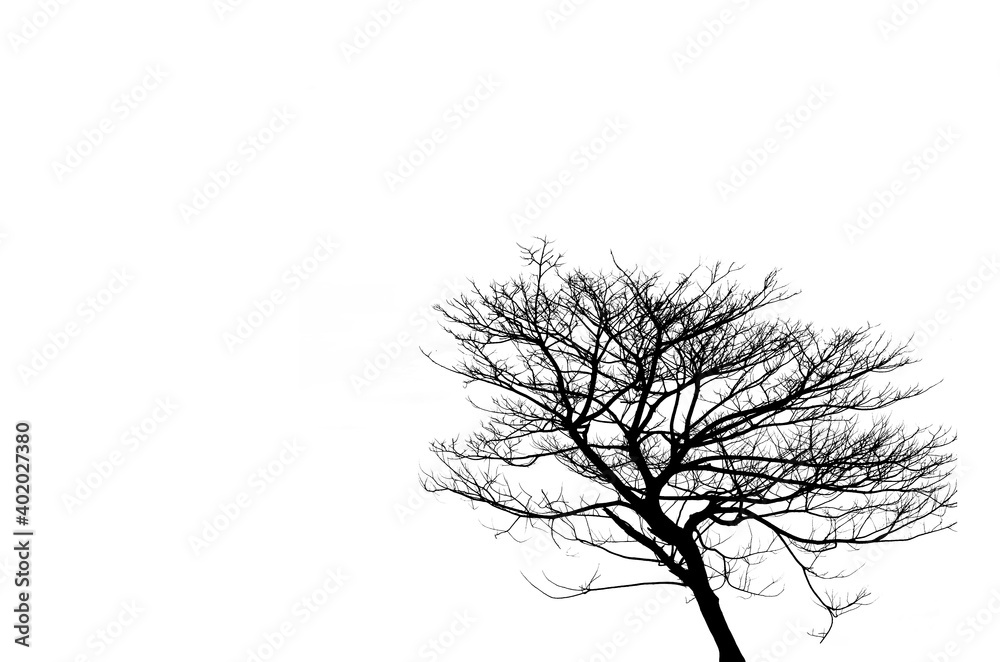 Fototapeta premium Branch of dead tree on white background.