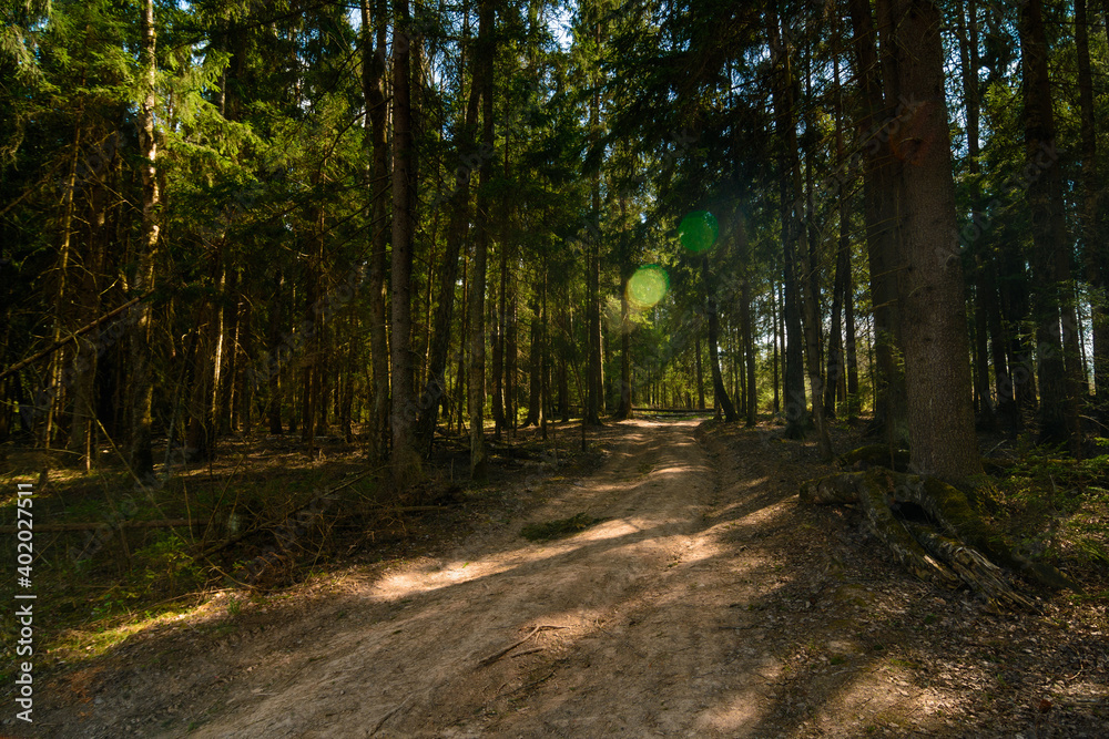 Road in the sunny fir-tree forest