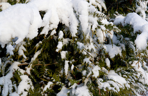 snow on a green tree