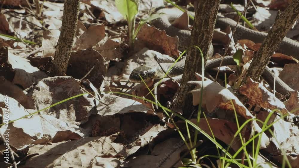 a black snake slides close-up in the autumn forest sticks out its tongue a black snake slides close-up in the autumn forest sticks out its tongue