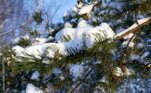 snow on a green branch