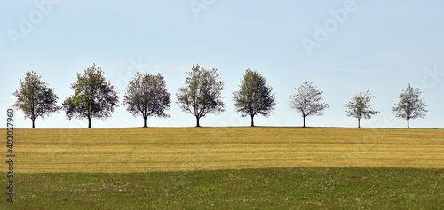 Baumreihe, Allee, Bäume am Horizont photo