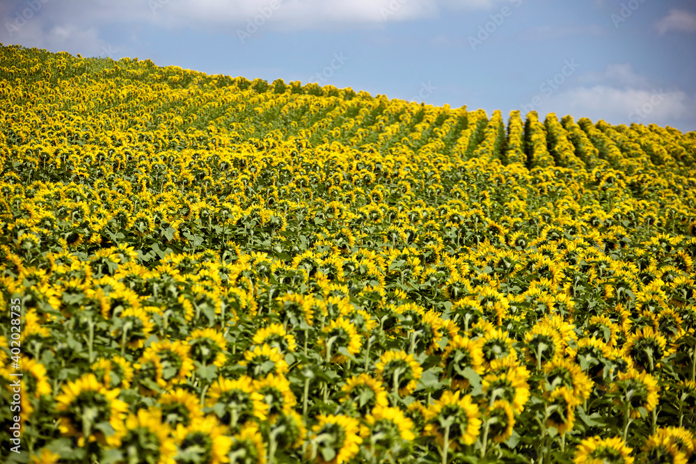 Fototapeta premium Prairie Sunflower Field