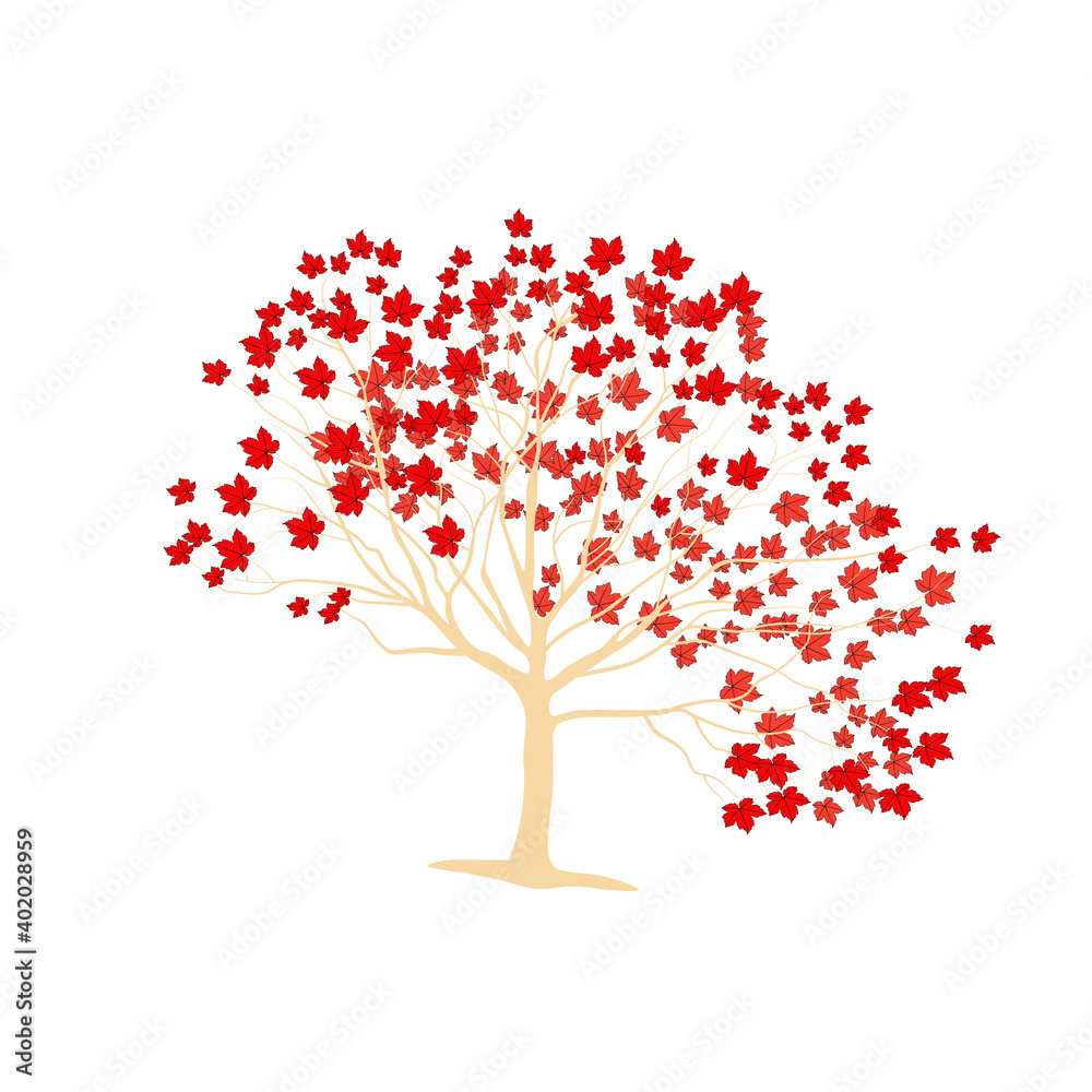 Japanese red maple vector illustration. Autumn in Canada. Template for a postcard. Isolated on a white background.