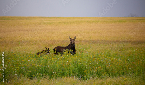 Moose and Baby © pictureguy32