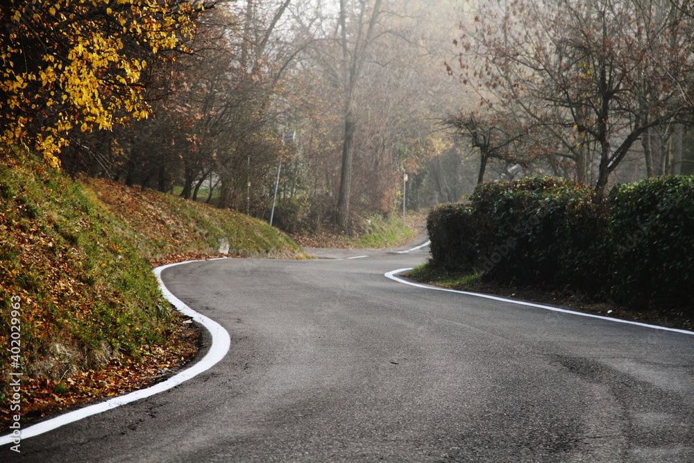 Fototapeta premium road in forest