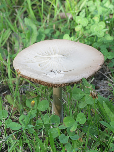 Volvopluteus gloiocephalus, known as the big sheath mushroom, stubble rosegill or  rose-gilled grisette, mushrooms from Finland photo