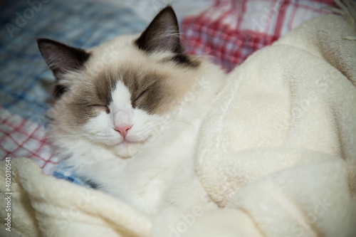 Young beautiful purebred Ragdoll cat at home