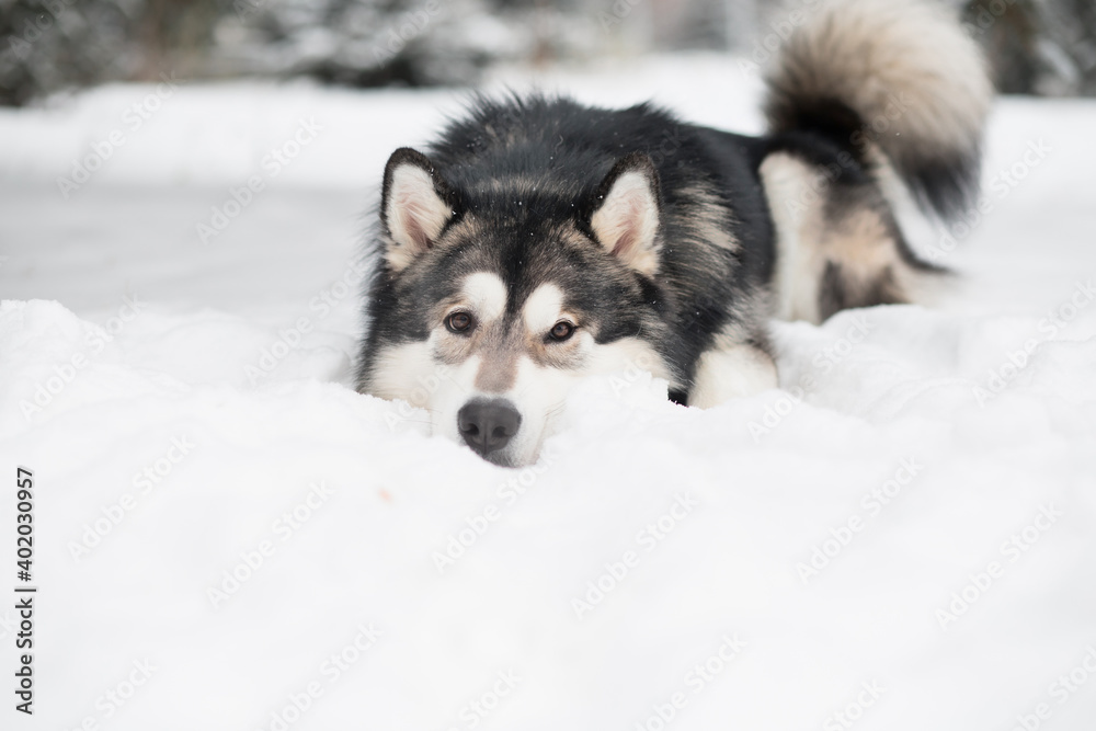 alaskan malamute lying in snow. Dog winter.