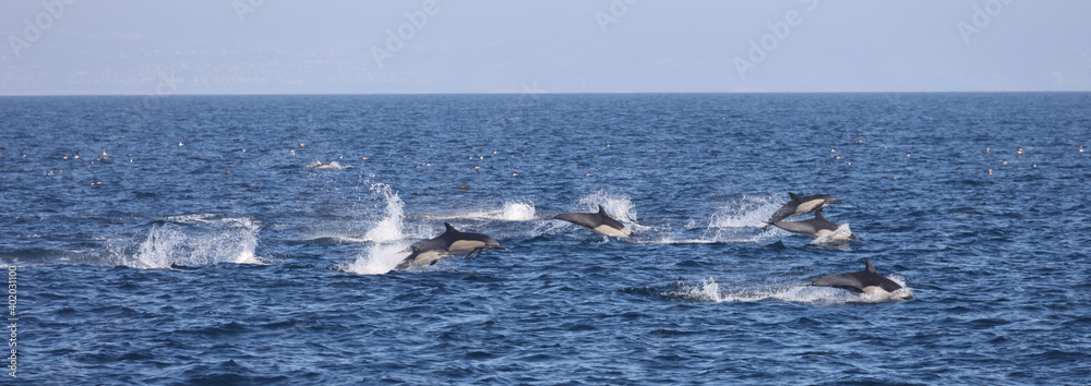 Fototapeta premium dolphins jumping 