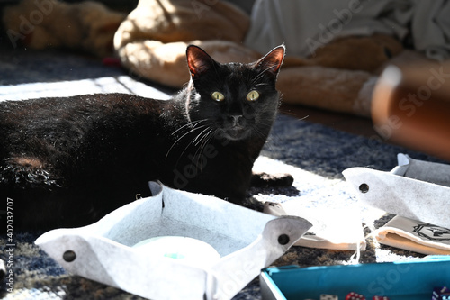 black cat with dice