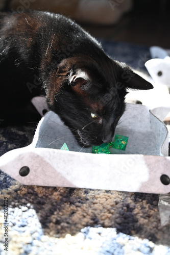 black cat with dice