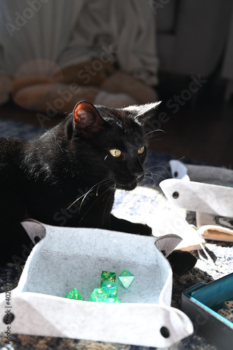 black cat with dice