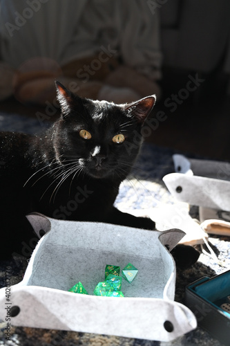 black cat with dice