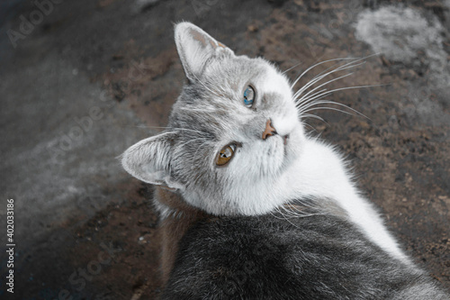 cat with different eyes