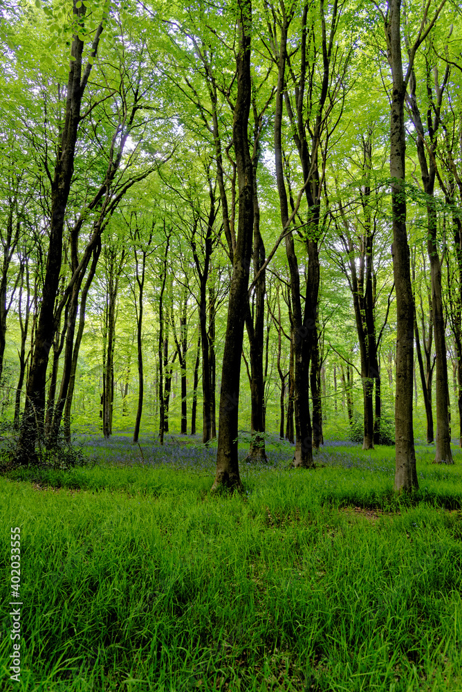 Fototapeta premium Pathway in West Woods - Marlborough