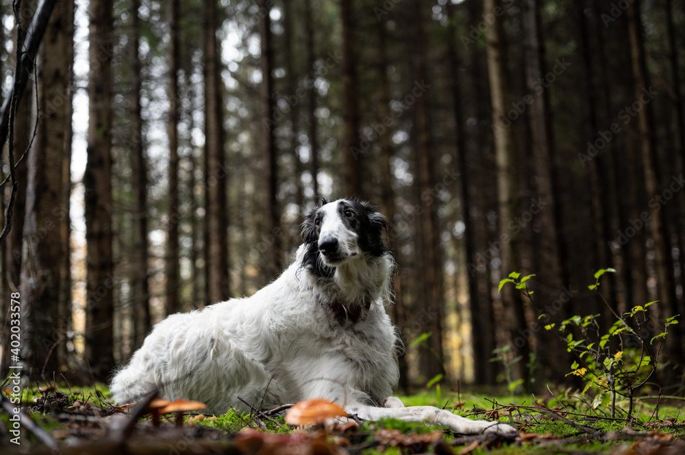 Fototapeta premium Russian wolfhound dog in green pine forest