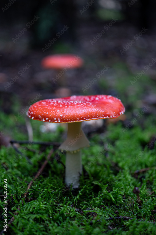 Amanita Muscaria, poisonous red mushroom in forest Amanita Muscaria, poisonous red mushroom in forest