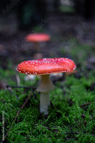 Amanita Muscaria, poisonous red mushroom in forest