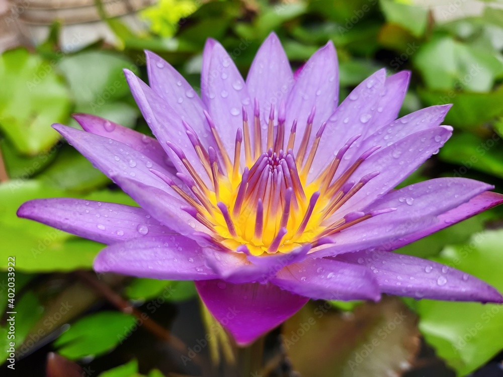 purple lotus flower purple lotus flower