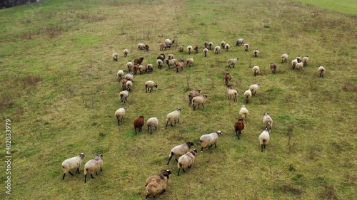 Aerial drone view of sheep herd feeding on grass in green field. Sheep graze on a green meadow.