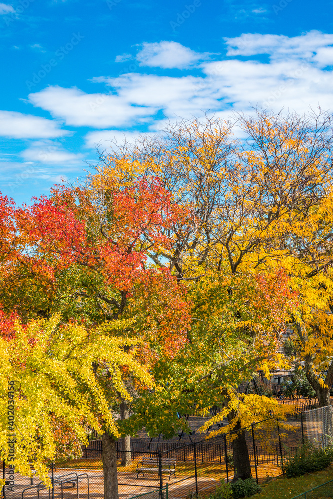 Naklejka premium autumn in the park