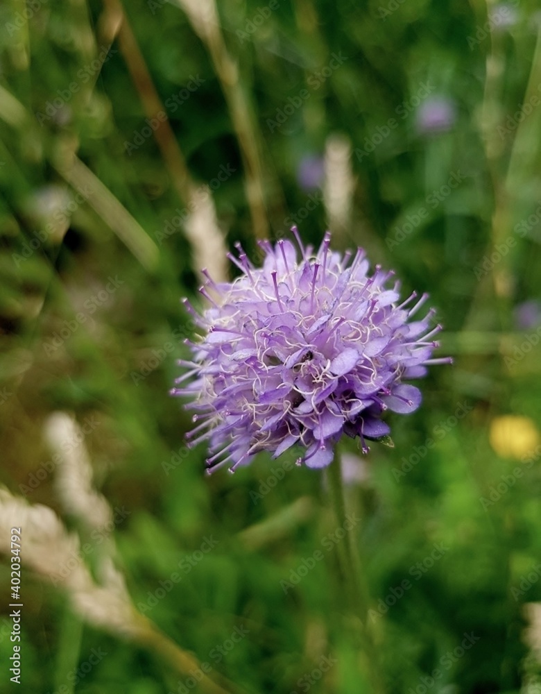 Devil's-bit scabious (Succisa pratensis moench) Devil's-bit scabious (Succisa pratensis moench)