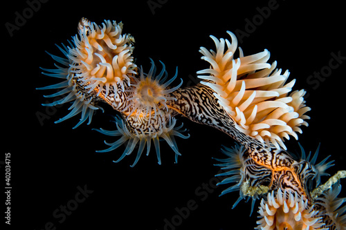 Leopard anemone in Papua New Guinea