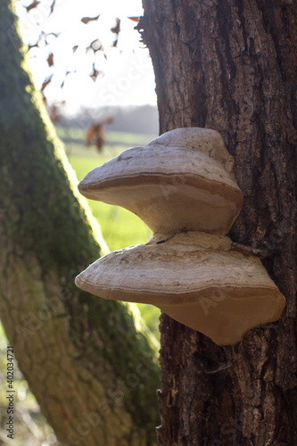 mushrooms or parasites on oak tree trunk in sunny winter