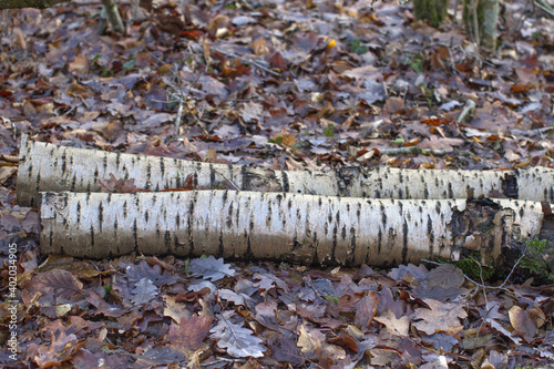 wild cherry tree logs over winter dead leaves in forest