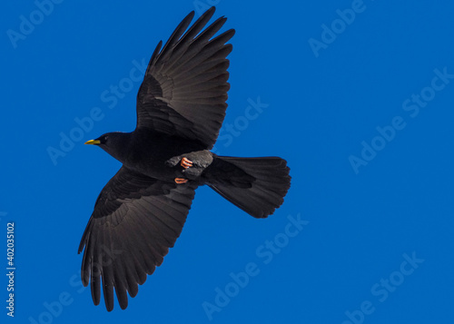 Alpine Chough Pyrrhocorax graculus neat Grossglockner, Austria photo