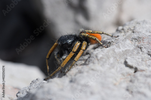uno splendido esemplare di ragno saltatore di color nero e arancione mentre si prepara ad attaccare, ragno nero e arancione © giovanni