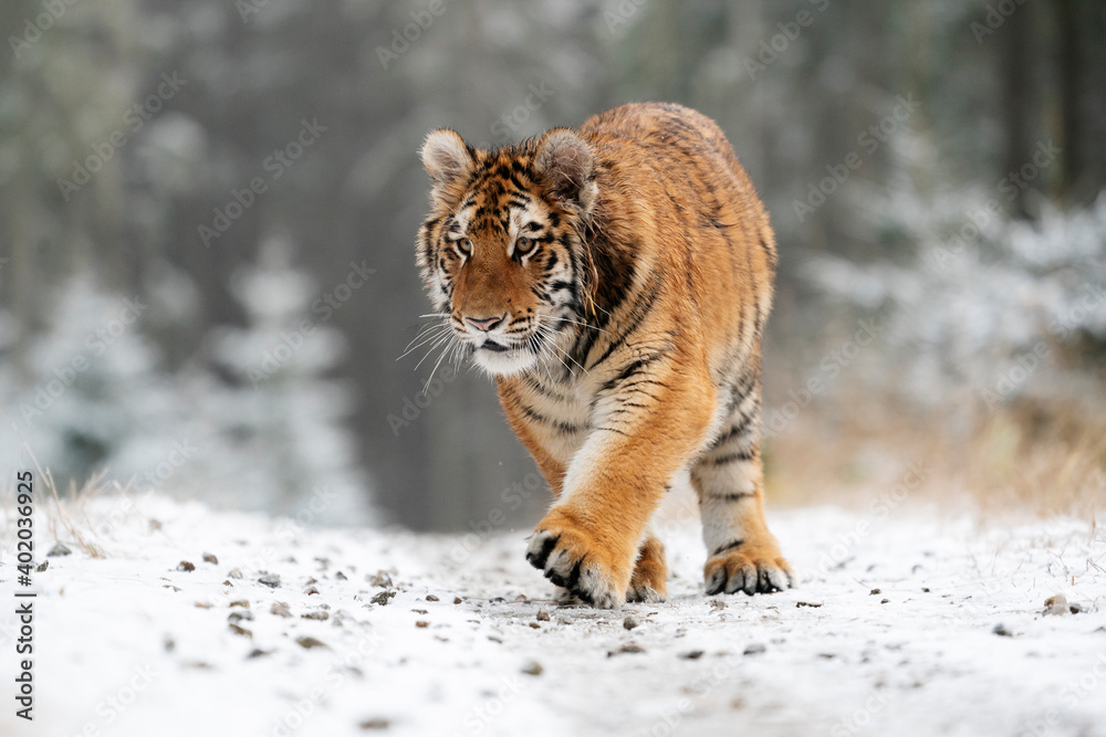 Obraz premium young siberian/bengal tiger, captive