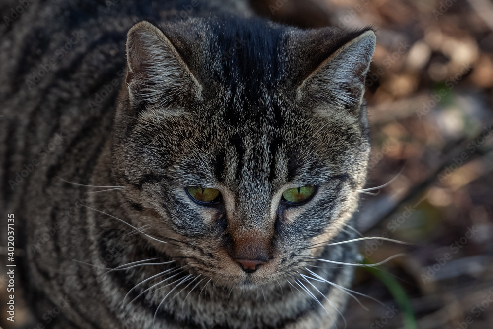 One gray tabby cat with black stripes and yellow eyes on a grass One gray tabby cat with black stripes and yellow eyes on a grass